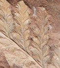 Rare Extinct Fertile Fern Fossil Plant With Spores Preserved On Leaf Pinnules  