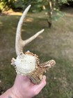 Kansas 4 Point Wild Whitetail Deer Skull Horn Euro Mount Antler Shed Decor