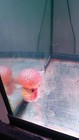 Aaa Flowernhorn Live Fish Short Body Supper Red Bigkok Male Size 5 