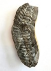 Mazon Creek Fern Fossil Nodule Pair Plus Fern Fossil On Outside Of Nodule