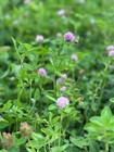 Alfalfa  Clover  Chicory Food Plot Seed Mix - Deer turkey - Spring fall 1 2 Acre