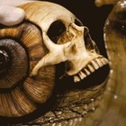 New Skull Snail Sculptures Gothic Ornament Decoration Statues Figurine Patio  us