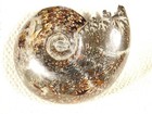 Big  Polished Chambered Ammonite Fossil With Stand  From Madagascar 340gr