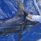 Led Diamond Deep Drop Fishing Light Underwater Strobe Flashing 6pc White