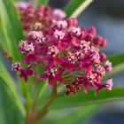 Swamp Milkweed 50 Seeds   Native Pollinator Plant For Gardens   Wildlife