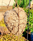 Bald Faced Hornets Nest 15 x12  -great Condition - 37  Circumference