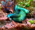 1 Male - Live Betta Fish High Quality Wild Betta Alien Green Moscow - Usa Seller