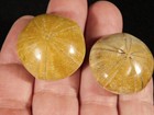 Two  Small Polished 150 Million Year Old  Sand Dollar Fossil Madagascar 30 4gr