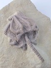 Rare Mississippi Crinoid Mushroom Sea Lilly 3  Agaricocinus Americanus Fossil