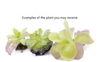 Mexican Butterwort Pinguicula     Live Carnivorous Plant Grower   s Choice