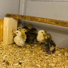 Serama Chicken Hatching Eggs Smallest Fertile Chicken Eggs Free Shipping