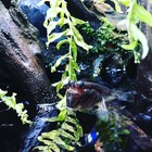 Seachem Prime Fresh And Saltwater Conditioner - Chemical Remover And Detoxifier 