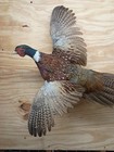 Brand New Jumbo Ringneck Rooster Pheasant Taxidermy Flying Wall Mount