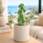 Boobie Cactus Live Plant - Unique Succulent Cactus For Home And Garden Decor