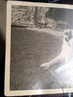 Vintage Black   White Border Collie Photo