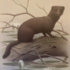 Chain O   lakes Indiana State Park Animal - Mink -wm  Zimmerman  Series Print 1985