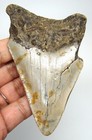 Megalodon Shark Tooth Real Fossil - 3 70    Shark Teeth - No Restorations Megladon
