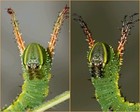 Honey Locust Moth Eggs   Sold By The Dozen    12    
