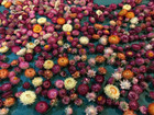 A Pack Of Assorted Strawflowers  dried  Ready For Use Crafting