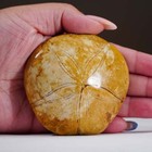 Genuine Fossilized Starfish  136 Grams 