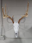 European Deer Skull Replica Mount With Hanger Whitetaill Mule Deer Euro Hanger