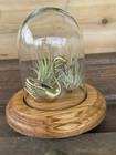 Vintage Glass Dome Wood Base Display Case Cloche 5   Tall