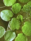 Very Rare   Tiger Striped Amazon Frogbit Floating Freshwater Aquarium Plant 4-6 