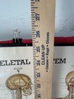 1947 Peter Bachin Anatomical Chart The Skeletal System Poster 24x20 Vintage