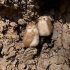 The Makerss Felting Kit - Little Owl Needle Felt Kit