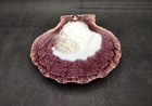 Orange Lion s Paw Scallop Seashell Pecten Subnodosus  1 Shell Approx  6  Inches 