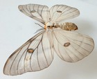 Ceranchia Apollina Ghost Silk Fm Moth Set X1 A- Collectors Specimen Entomology