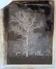 Antique Glass Plate Negative   Large Snow-covered Tree Viewed Through A Window