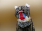Fiesta Mandrill Baboon Monkey 15    Sitting Plush Stuffed Animal Zoo Jungle