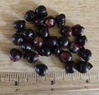 25 Fresh Tiger Lily Lancifolium Bulbils  organic Iowa Grown Lot Of 25 Bulbils