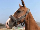 Horse Halter Adjustable Riding Horse Head Collar Made From Double-stitched Webbi