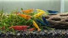 140  Live Neocaridina  red-blue-orange-yellow  Premium Grade   Free Ship Usa