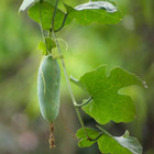 Fresh Ivy Gourd 10 Seeds   Pak Tum Lung   Heirloom Non-gmo   Asian Vegetable