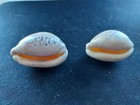  1960d Pair Of Medium Size Cowrie s Approx  36-42mm Snail Shells