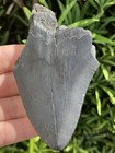 Natural Beautiful 3 53    Megalodon Tooth Fossil Shark Teeth
