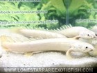 Platinum Senegal Bichir   Polypterus Senegalus - Live Aquarium Fish