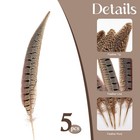 Natural Male Ringneck Pheasant Tail Feathers 810 Inch Craft Decor 5 Pcs