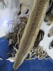 Rattlesnake Skin Prairie Rattle Snake Hide Dry Tanned Wrap Pen Blanks 45 In  H2