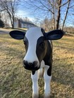 Baby Holstein Calf Cow New Born Life Size Statue Farm Theme Prop Display Decor