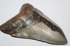 Megalodon Shark Tooth Fossil No Repair Natural 4 83  Huge Beautiful Tooth