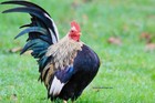 12  Fertile Show Quality Serama Chicken Hatching Eggs