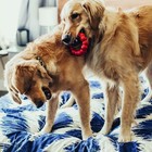 Kong Medium Red Durable Dog Ring Toy Chew For Healthy Teeth And Gum Care