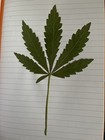 New 20 Wide Dried Pressed Leaves For Art Craft Only Botanical Plant Arts Leaf