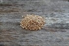 Winter Triticale Seed   Deer Wildlife Food Plots Forage Winter Hardy Cover Crop