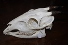 Large Duiker Taxidermy Animal African Mammal Collect Education Model