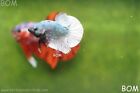 Male Copper Series Hmpk Betta Fish  Live Hmpk   Bom988